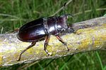 lucanus-barbarossa-foto-martinez