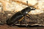 lucanus-barbarossa-male-foto-andrade