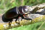 lucanus-barbarossa2-foto-martinez