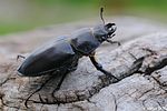 lucanus-cervus-female-foto-dinicola
