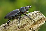 lucanus-cervus-female-foto-erezuma