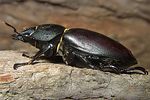 lucanus-cervus-female-foto-koehler