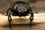 lucanus-cervus-female2-foto-koehler