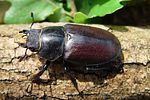 lucanus-cervus-female2-foto-rothacher