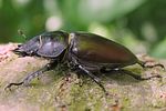 lucanus-cervus-female7-foto-koehler
