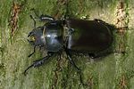 lucanus-cervus-female8-foto-koehler