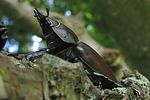 lucanus-cervus-female9-foto-koehler