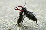 lucanus-cervus-fight-foto-fremlin