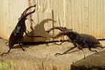 lucanus-cervus-fight-foto-rothacher