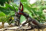 lucanus-cervus-fight2-foto-rothacher