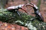 lucanus-cervus-fight2-foto-teunissen