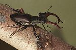 lucanus-cervus-foto-forst