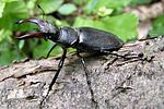 lucanus-cervus-foto-mlakar