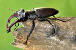lucanus-cervus-male-foto-castro