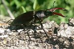 lucanus-cervus-male-foto-martinez