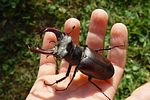 lucanus-cervus-male-foto-rothacher