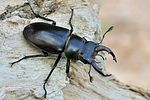 lucanus-cervus-male-foto-swadzba