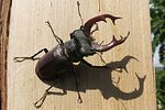 lucanus-cervus-male2-foto-koehler