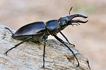 lucanus-cervus-male2-foto-swadzba