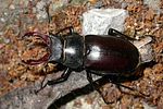 lucanus-cervus-male2-foto-szavasztics