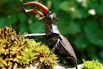 lucanus-cervus-male3-foto-rothacher