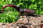lucanus-cervus-male4-foto-koehler