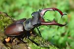 lucanus-cervus-male4-foto-rothacher