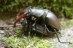 lucanus-cervus-paar-foto-fremlin