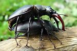 lucanus-cervus-paar-foto-rothacher