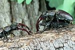 lucanus-cervus-paar-foto-weidlich