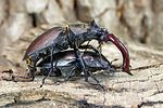 lucanus-cervus-paar-foto-weidlich_2