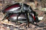 lucanus-cervus-paar3-foto-szavasztics