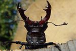 lucanus-cervus-portrait-foto-rothacher