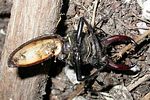 lucanus-cervus-prey-foto-szavasztics