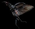lucanus-cervus-start-foto-mlakar