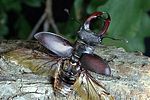lucanus-cervus-start-foto-weidlich