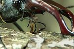 lucanus-cervus-tung2-foto-weidlich