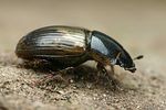 melinopterus-prodromus-female-foto-faasen