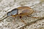 melinopterus-prodromus-foto-rindlisbacher