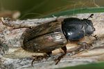 melinopterus-prodromus2-foto-vikhrev