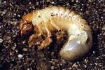 melolontha-hippocastani-larva-foto-forst