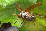 melolontha-melolontha-flug3-foto-koehler