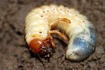 melolontha-melolontha-larva-foto-holmes