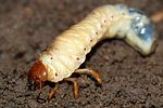 melolontha-melolontha-larva2-foto-holmes