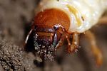 melolontha-melolontha-larva3-foto-holmes