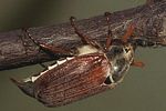melolontha-melolontha-male-foto-forst