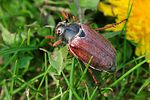 melolontha-melolontha-male-foto-rohwedder