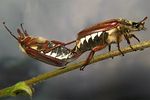 melolontha-melolontha-paar2-foto-kozlowski