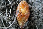 melolontha-melolontha-pupa2-foto-hellingman