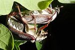 melolontha-pectoralis-paar-foto-hellingman